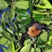 bat_fruit_lan_baa_v_0237_mal0294.jpg